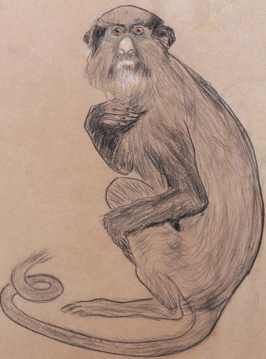 École FRANÇAISE circa 1900 - 1920, Singe bleu (Cercopithecus mitis)