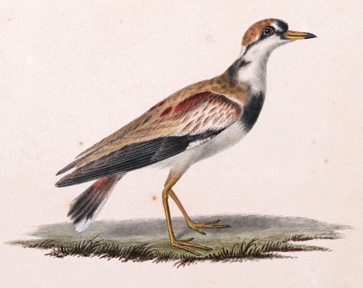 Pancrace BESSA, Pluvier à face noire (Charadrius melanops)-photo-2