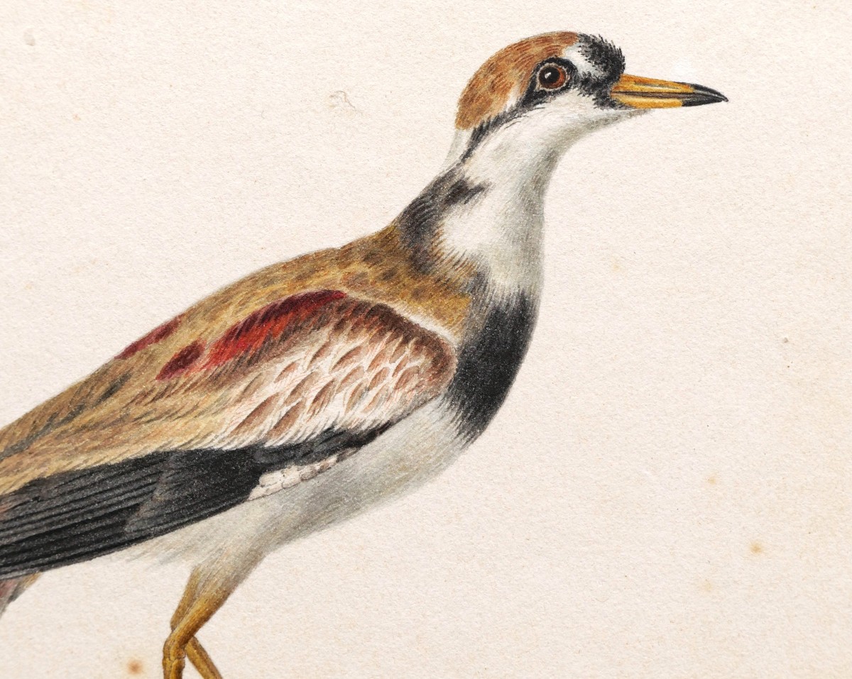 Pancrace BESSA, Pluvier à face noire (Charadrius melanops)-photo-3