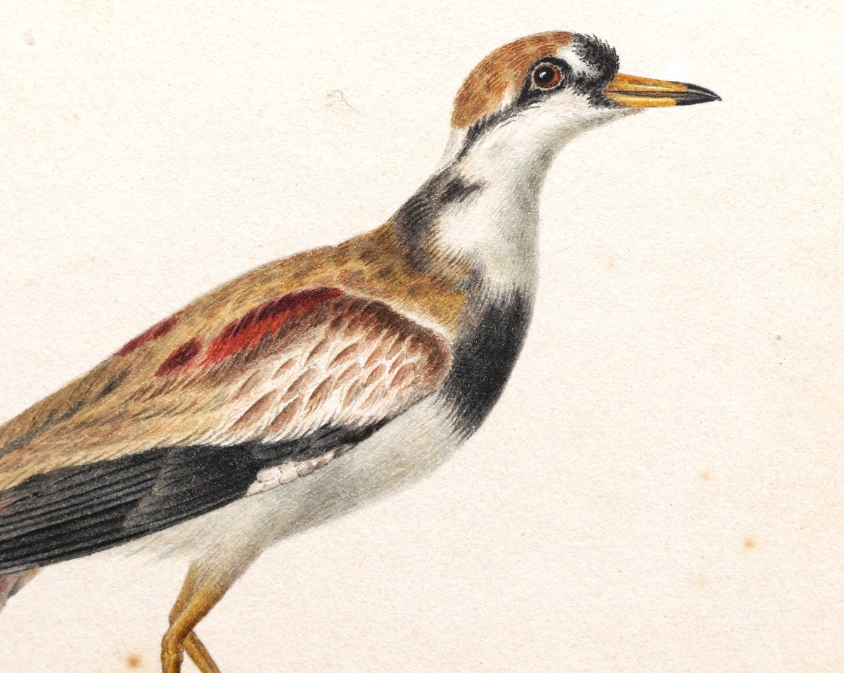 Pancrace  Bessa, Black Faced Plover (charadrius Melanops)-photo-3