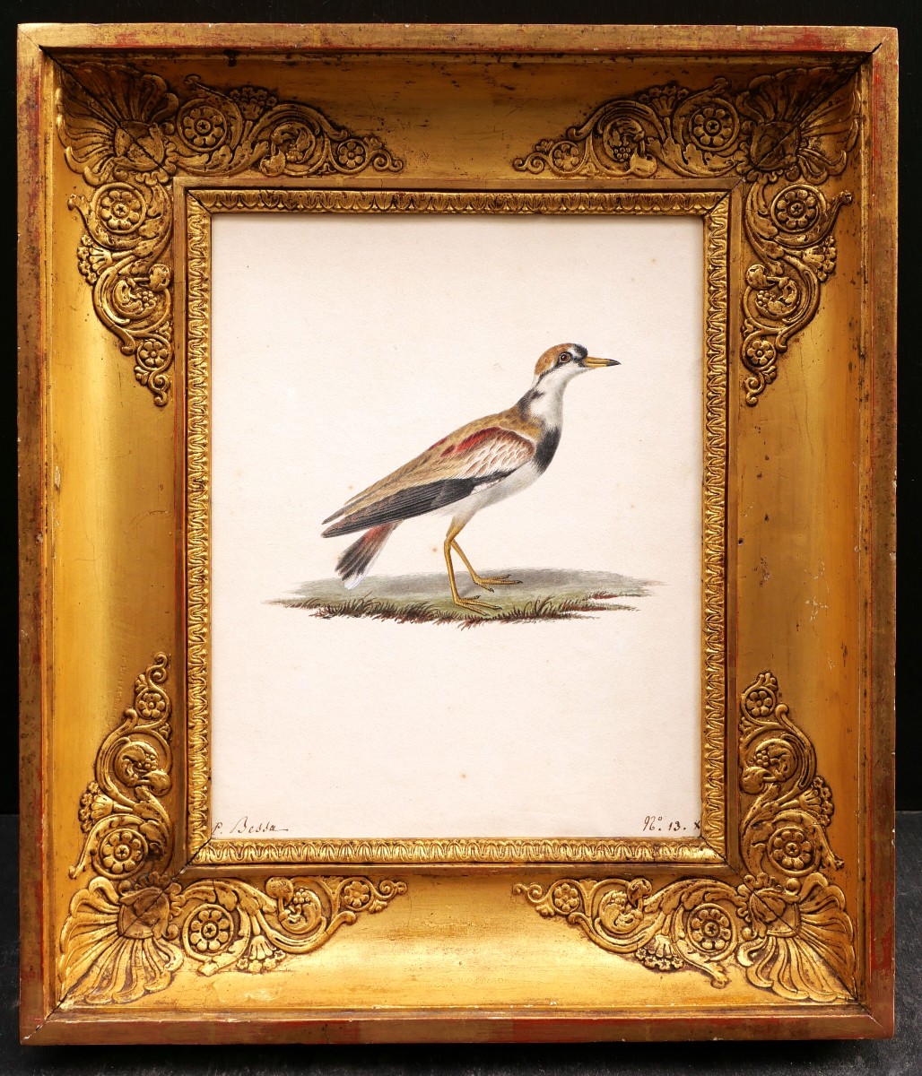 Pancrace BESSA, Pluvier à face noire (Charadrius melanops)-photo-2