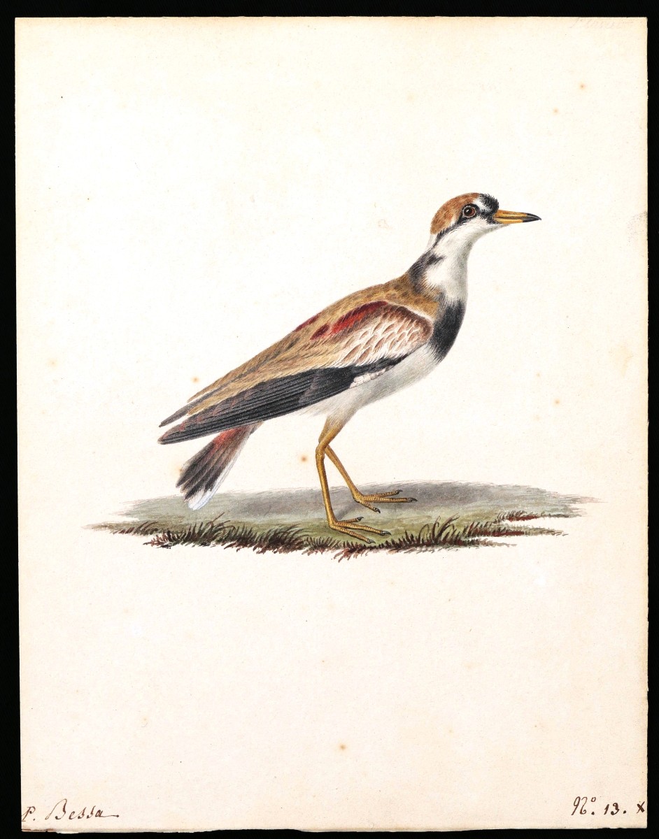 Pancrace  Bessa, Black Faced Plover (charadrius Melanops)-photo-3