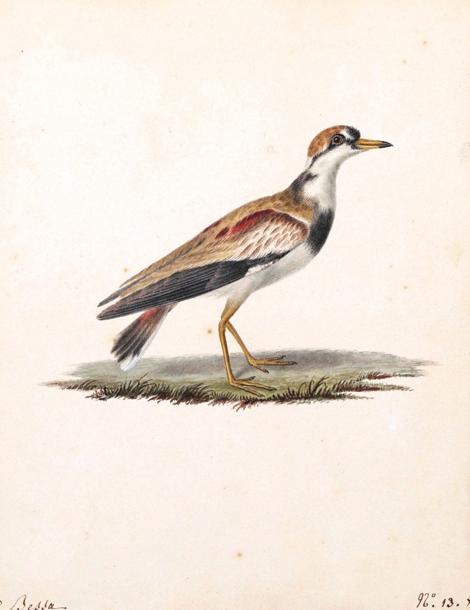 Pancrace  Bessa, Black Faced Plover (charadrius Melanops)