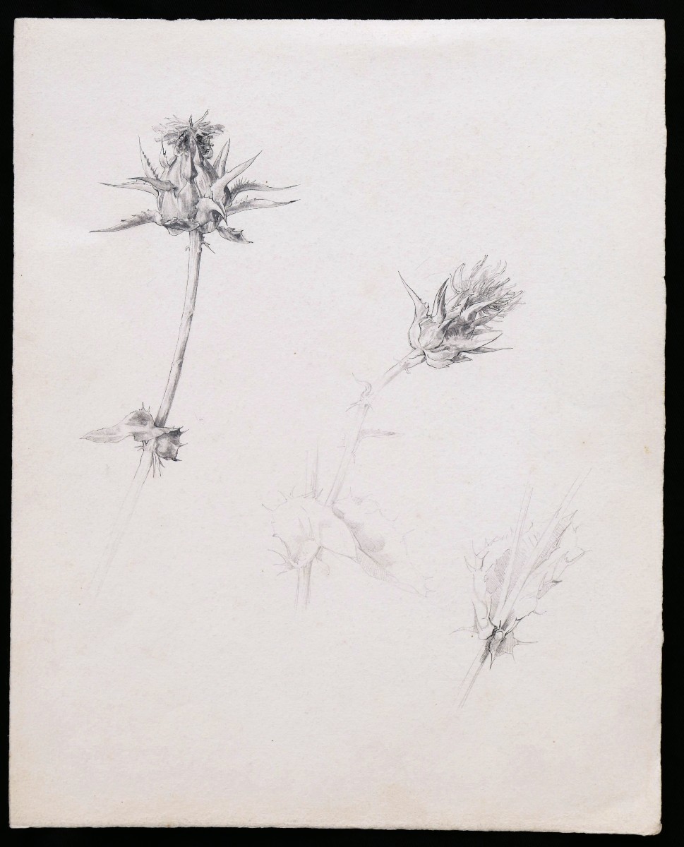 École FRANÇAISE du XIXème siècle, Trois études de fleurs-photo-5