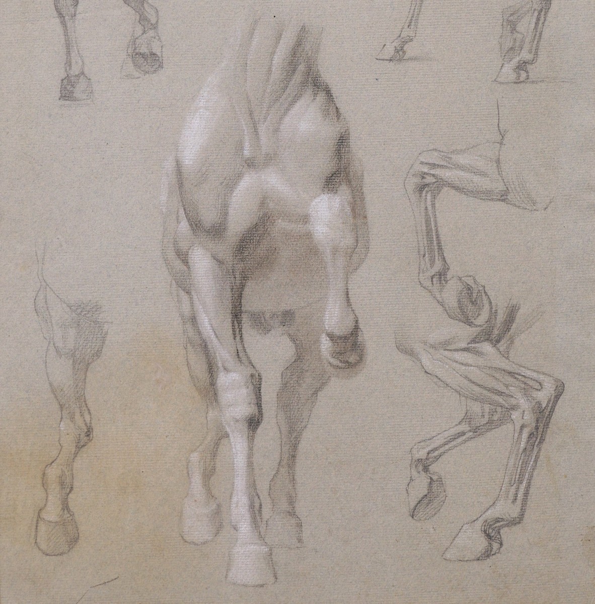 Attributed To Isidore Jules Bonheur, Anatomical Studies Of Horses-photo-3