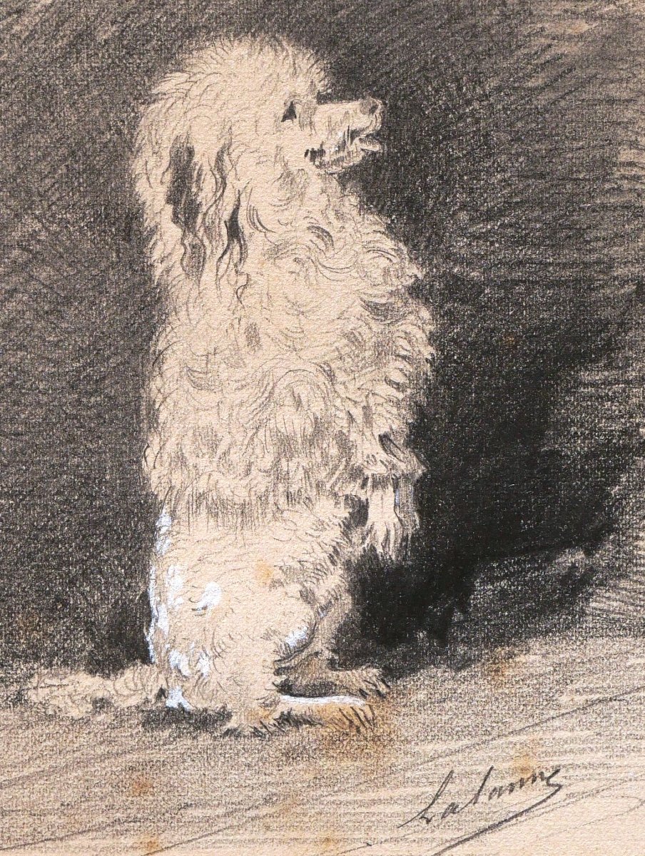 Maxime LALANNE, Caniche faisant le beau, dessin de chien-photo-2