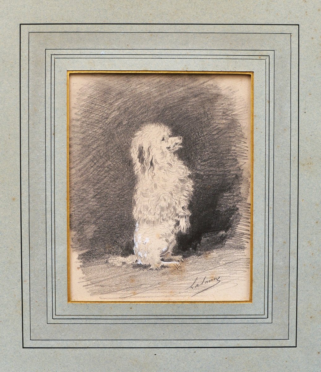 Maxime LALANNE, Caniche faisant le beau, dessin de chien-photo-4