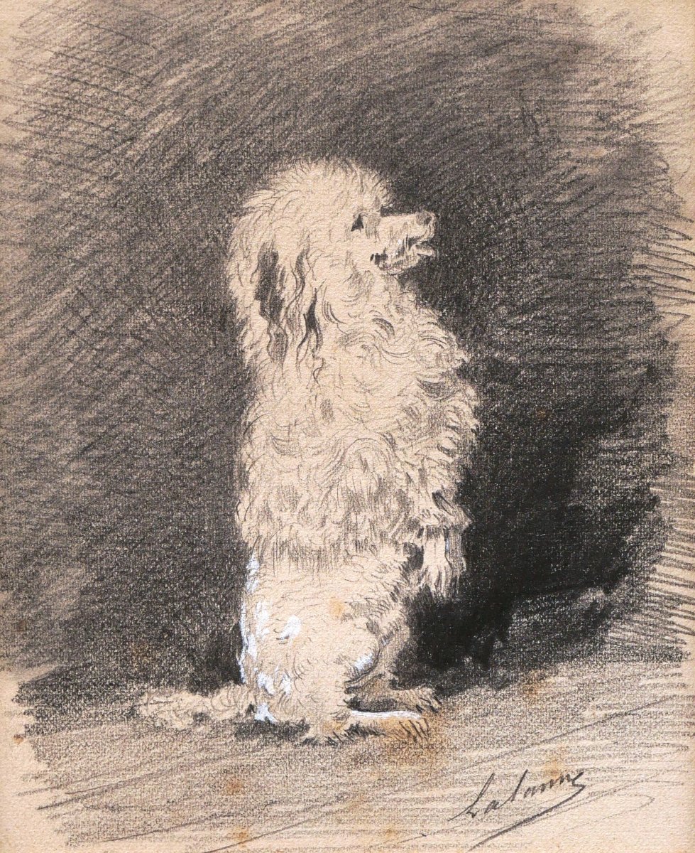 Maxime LALANNE, Caniche faisant le beau, dessin de chien