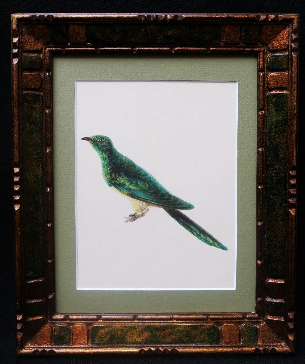 French School From The First Half Of The 19th Century, Greater Green Leafbird-photo-1