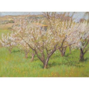 Marcel POGGIOLI, Cerisiers en fleurs en Provence