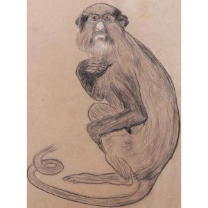 École FRANÇAISE circa 1900 - 1920, Singe bleu (Cercopithecus mitis)