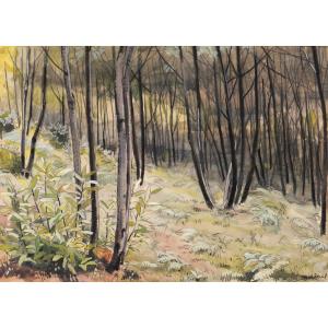 Marcelle Ladeuil, Undergrowth In A Birch Forest