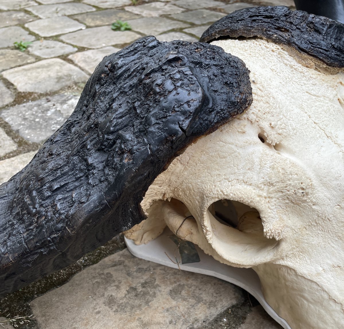 Massacre de buffle Africain-photo-4