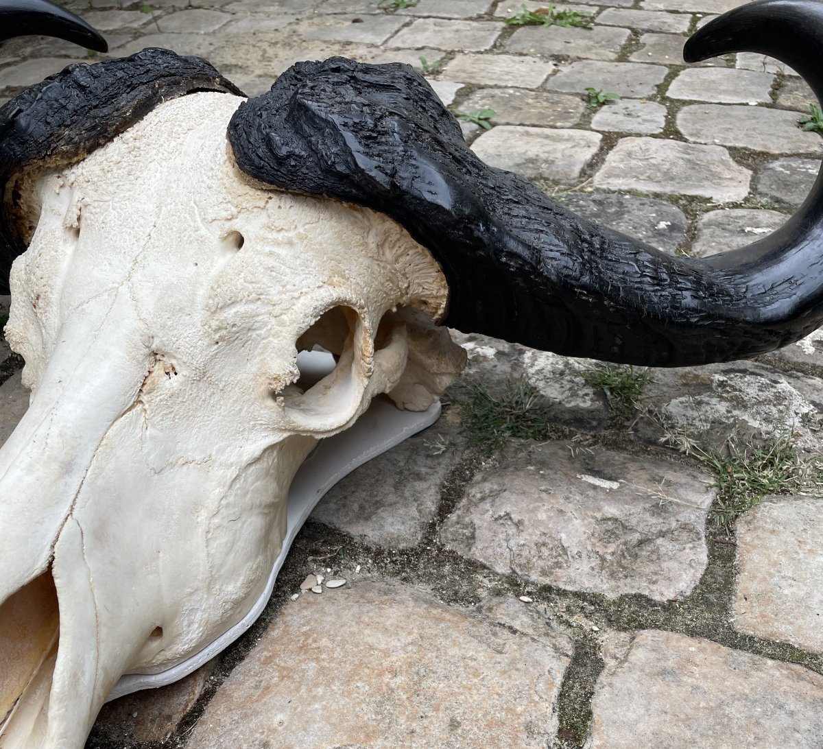 Massacre de buffle Africain-photo-6