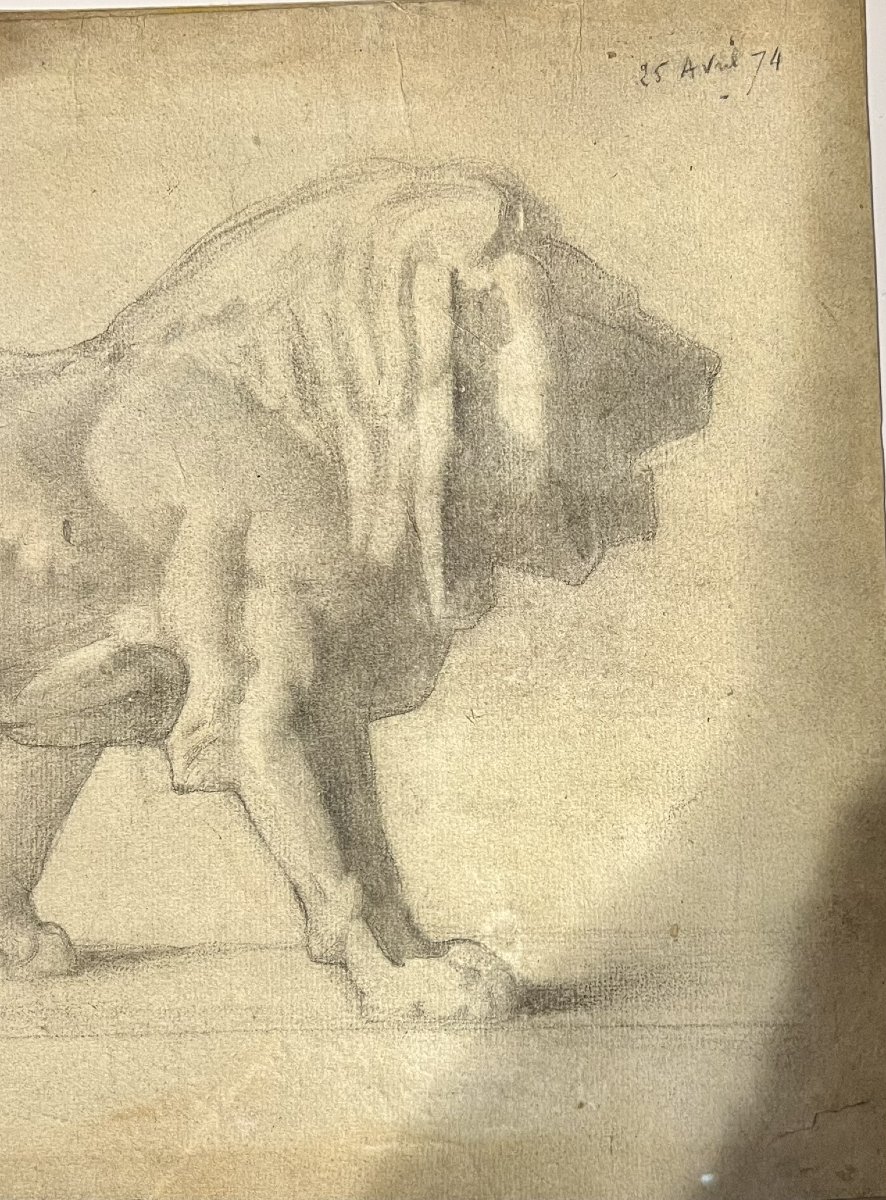 Dessin animalier ancien à la mine de plomb – Lion de profil, XIXᵉ siècle-photo-3