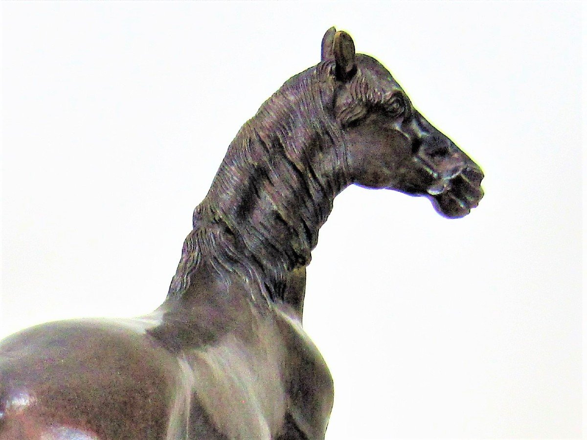Cheval Debout : Odagled R.-photo-2
