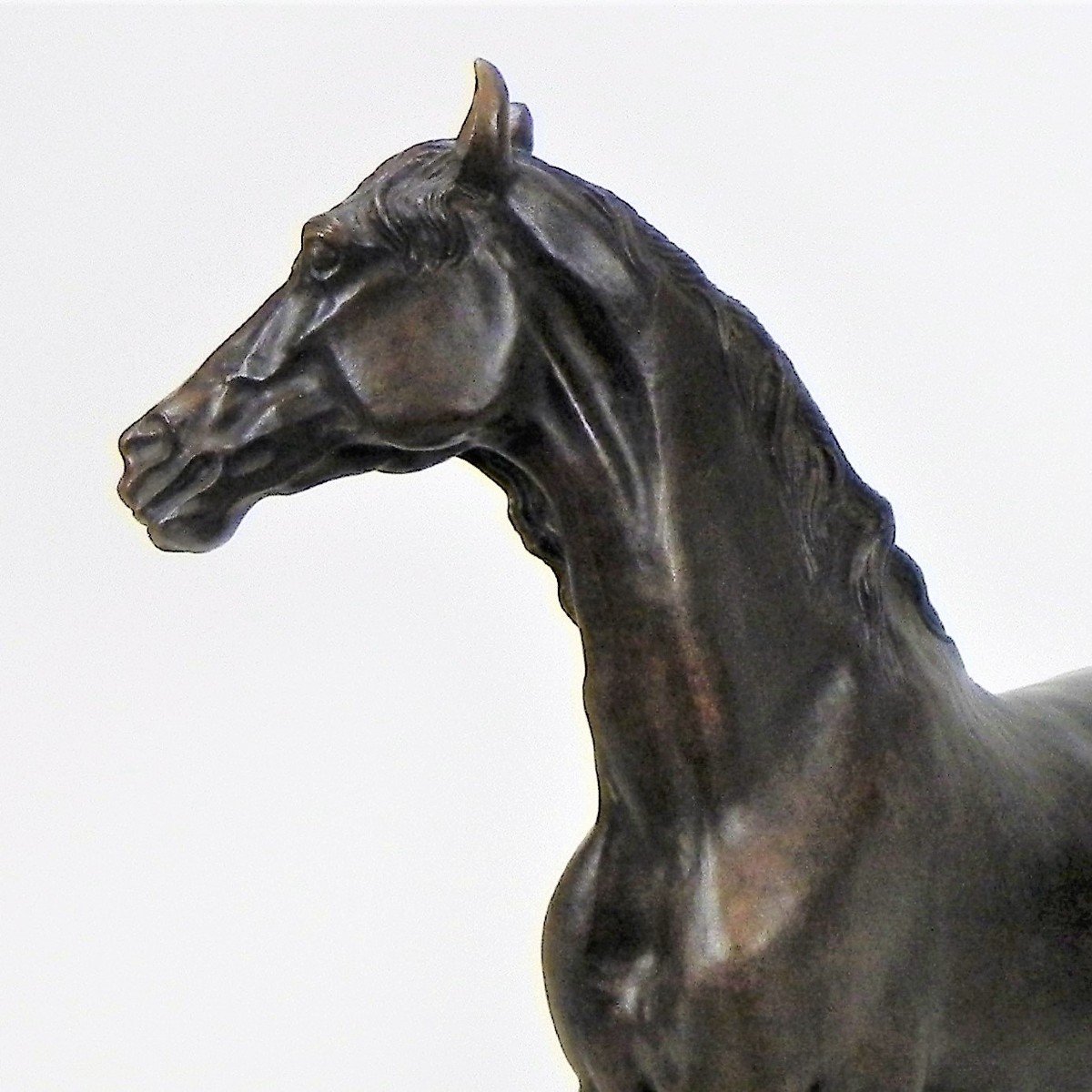 Cheval Debout : Odagled R.