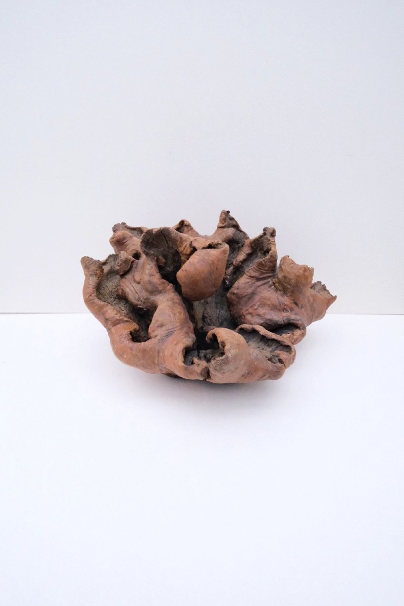 Significant Burl Walnut Trunk Outgrowth  