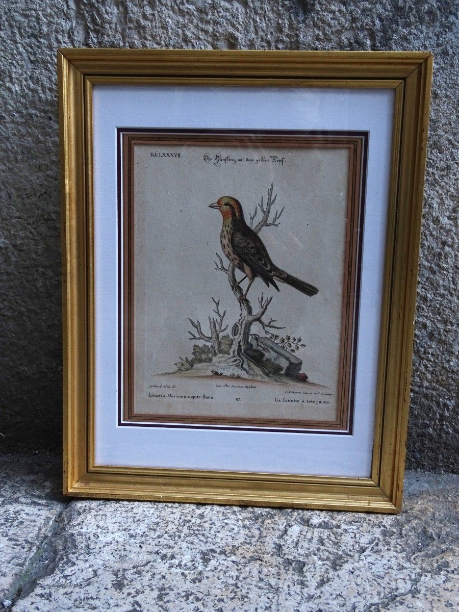 Gravure d'Oiseau 19ème