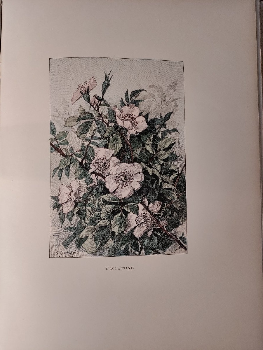 The Book Of Flowers By Fraipont-photo-8