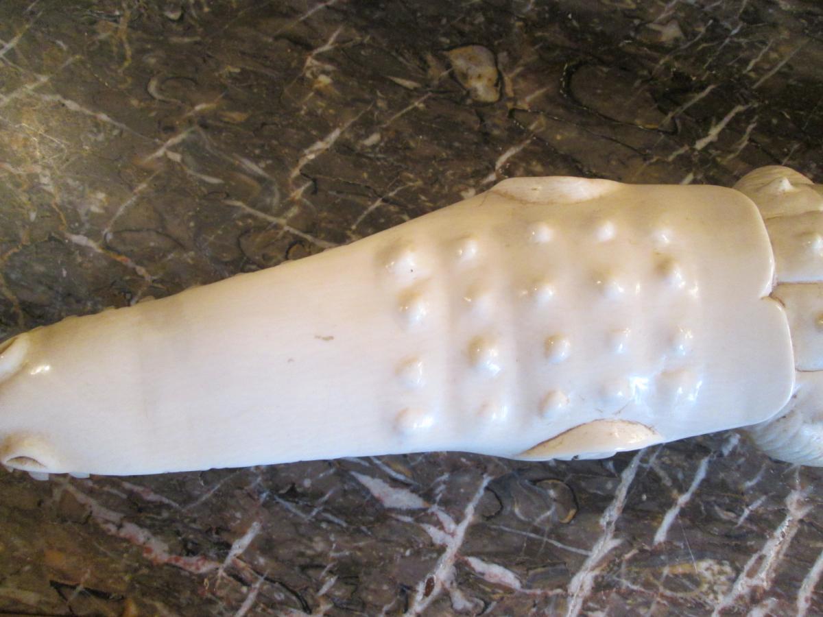 Ivory Crocodile-photo-1