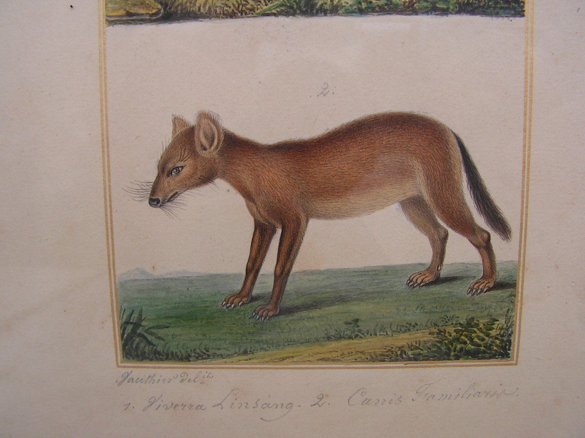 Antoine Charles Vauthier Watercolor And Gouache Viverra Linsang Et Canis Familiaris-photo-3