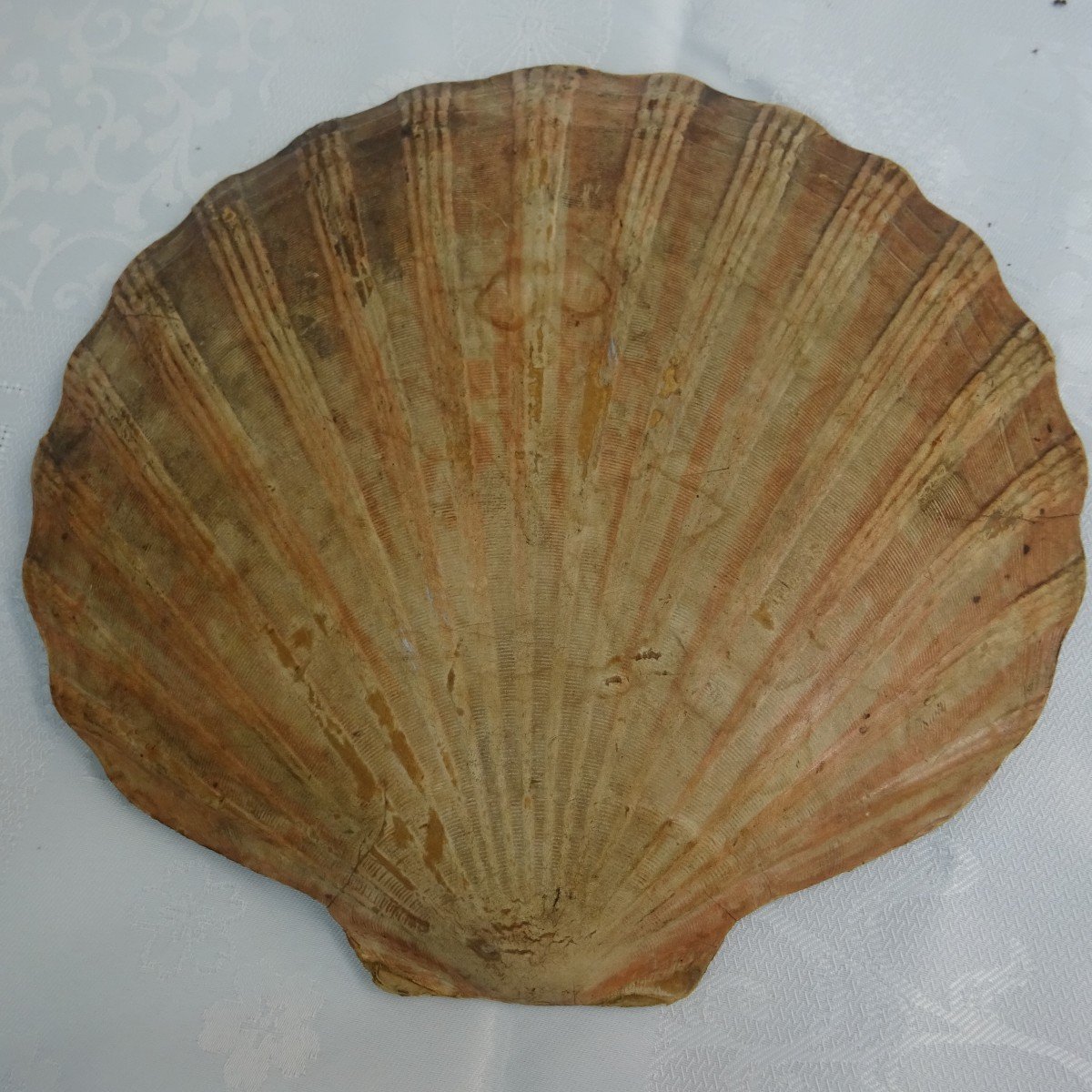 Scallops: Romantic Centenary...-photo-2