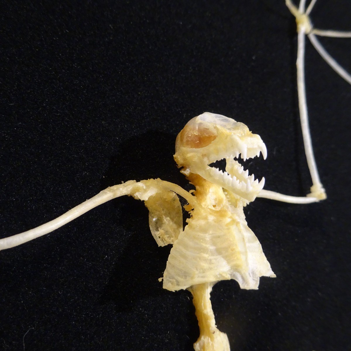 Bat Skeleton Osteology Deyrolle Paris-photo-2