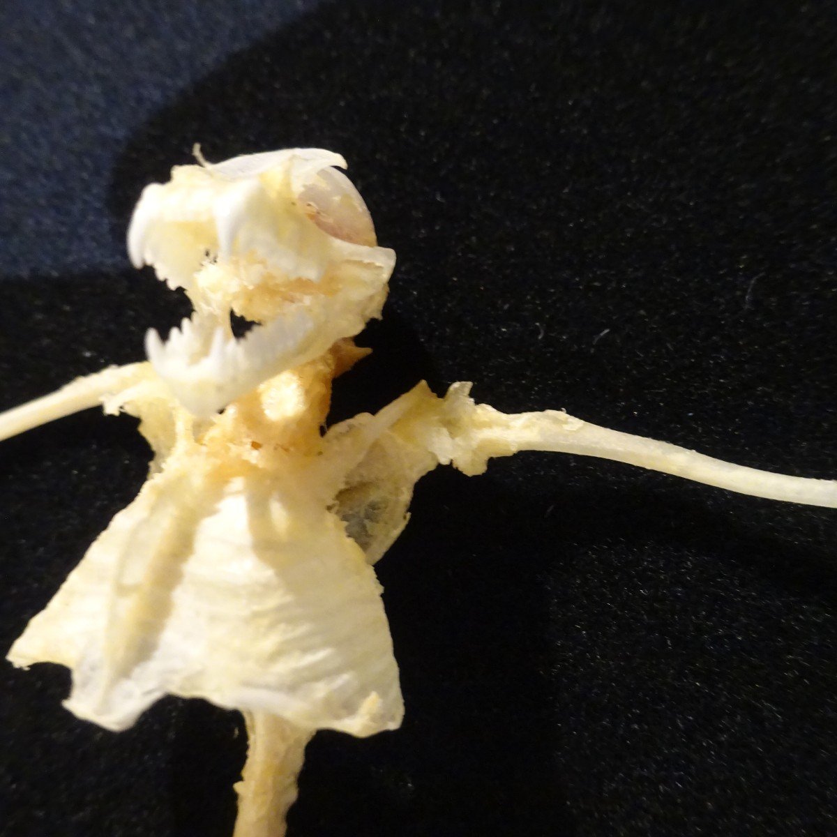Bat Skeleton Osteology Deyrolle Paris-photo-3