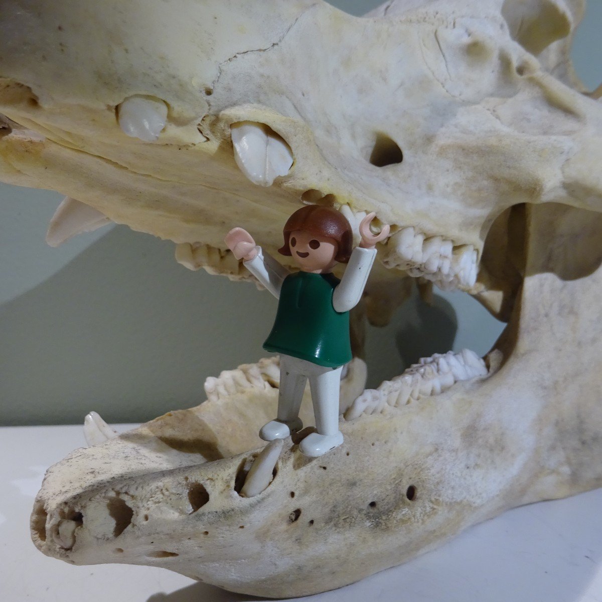 A Little Bit Of Naughty Osteology-photo-4