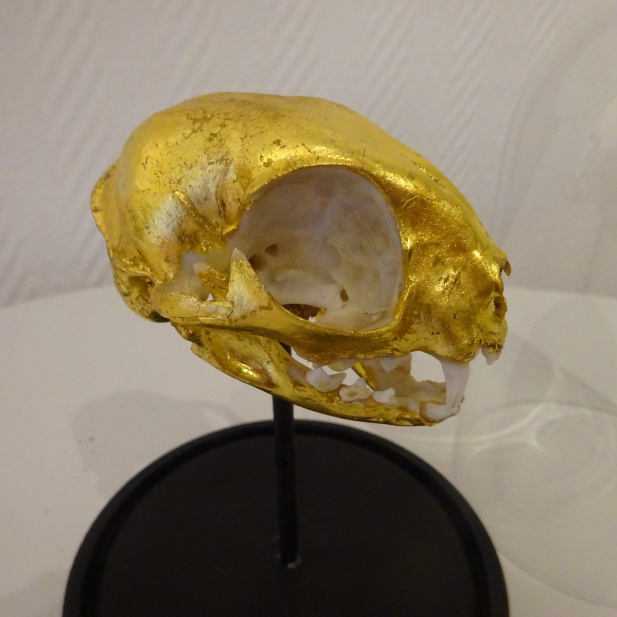 Bastet....osteology Doree-photo-3