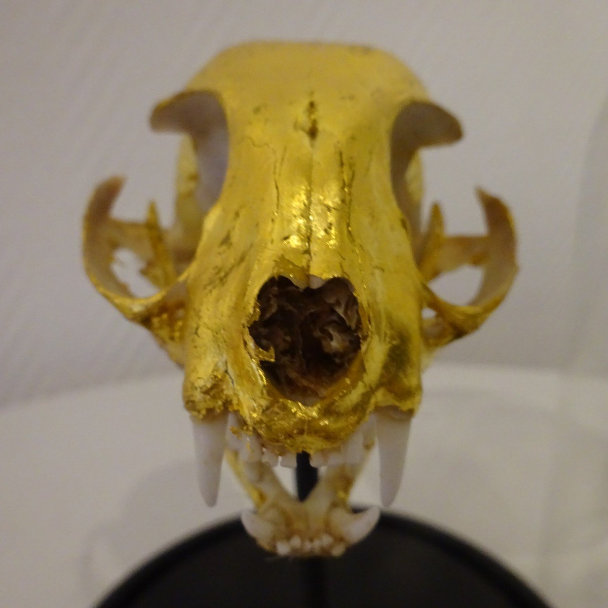 Bastet....osteology Doree