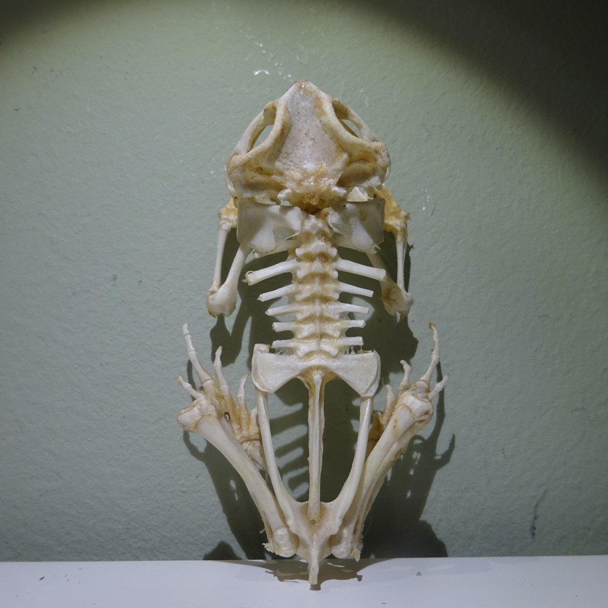 Squelette De Crapaud....étonnant-photo-2