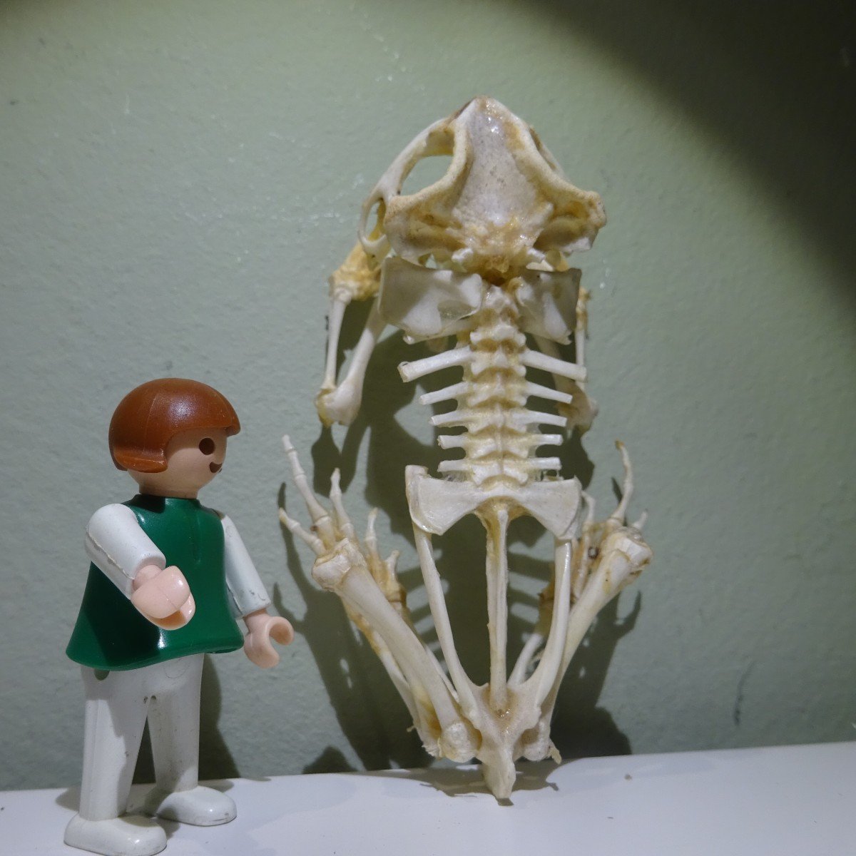 Squelette De Crapaud....étonnant-photo-1
