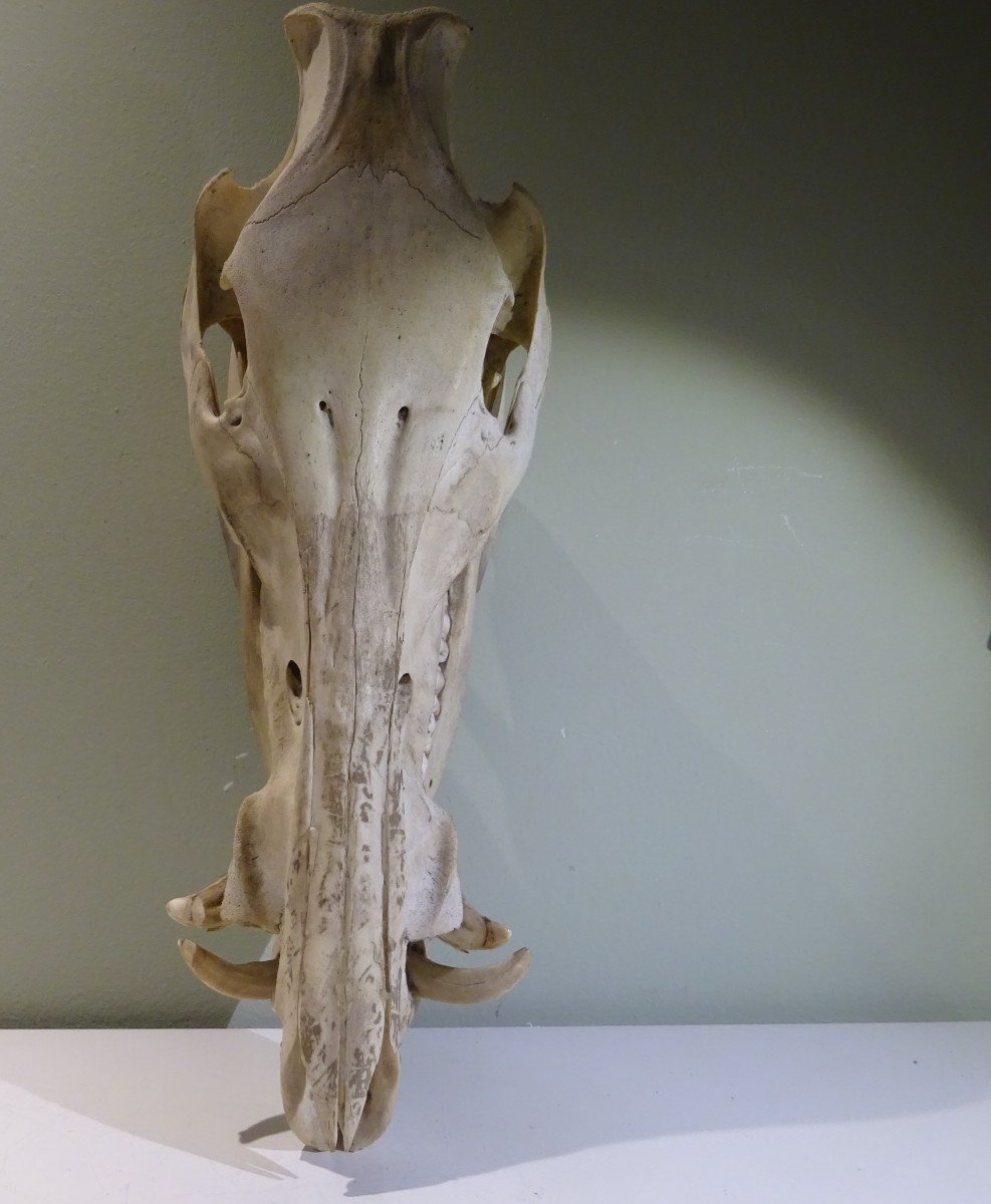 The Wild Boar Has All Its Teeth-photo-2