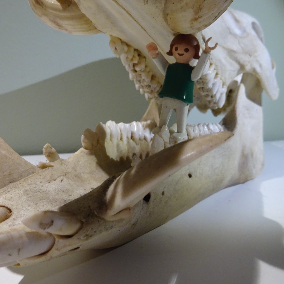 The Wild Boar Has All Its Teeth-photo-1