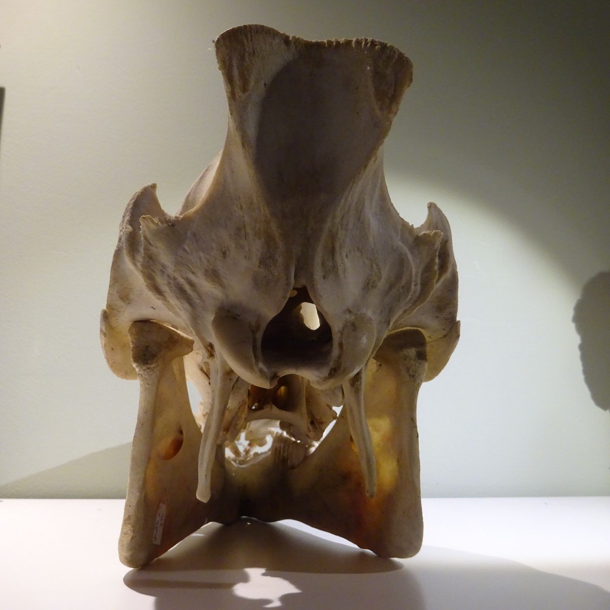 The Wild Boar Has All Its Teeth-photo-2