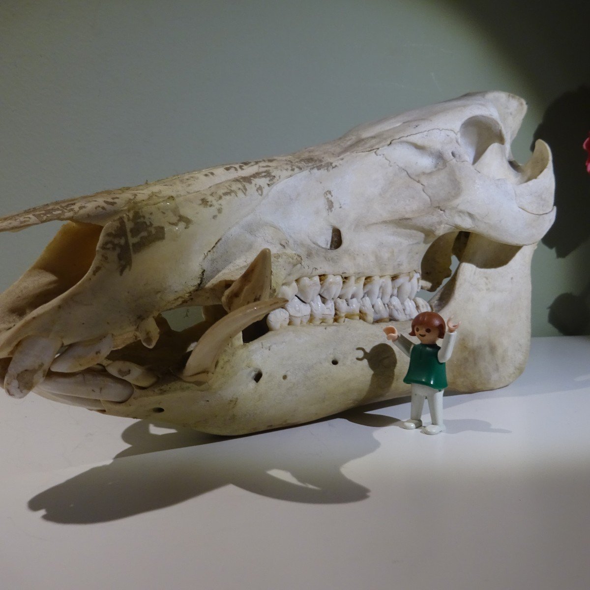 The Wild Boar Has All Its Teeth