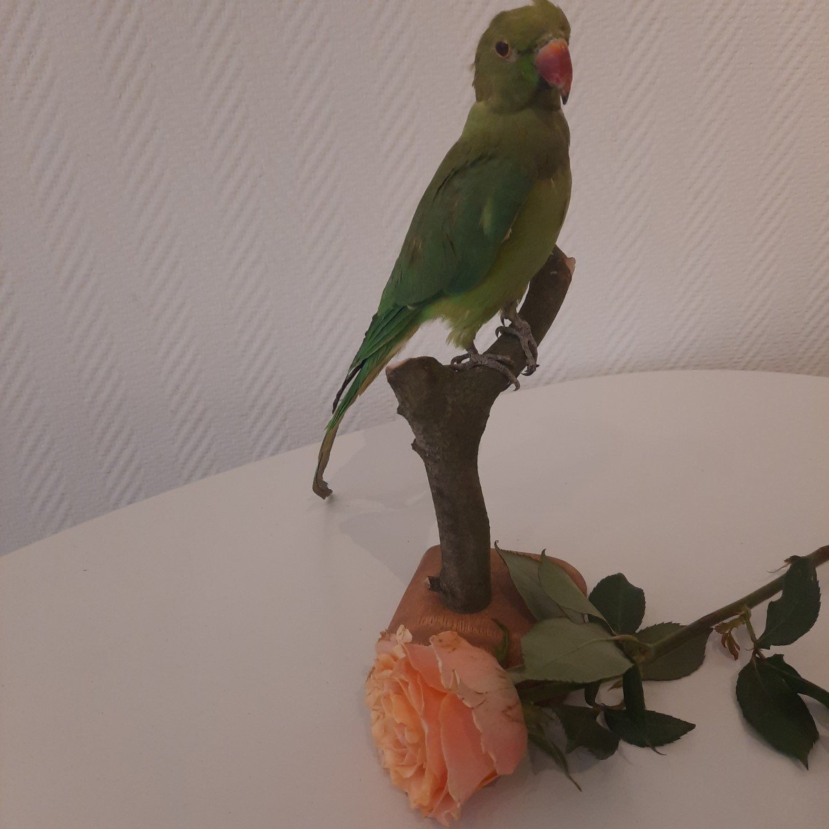 Long-tailed Green Parakeet Taxidermy-photo-2