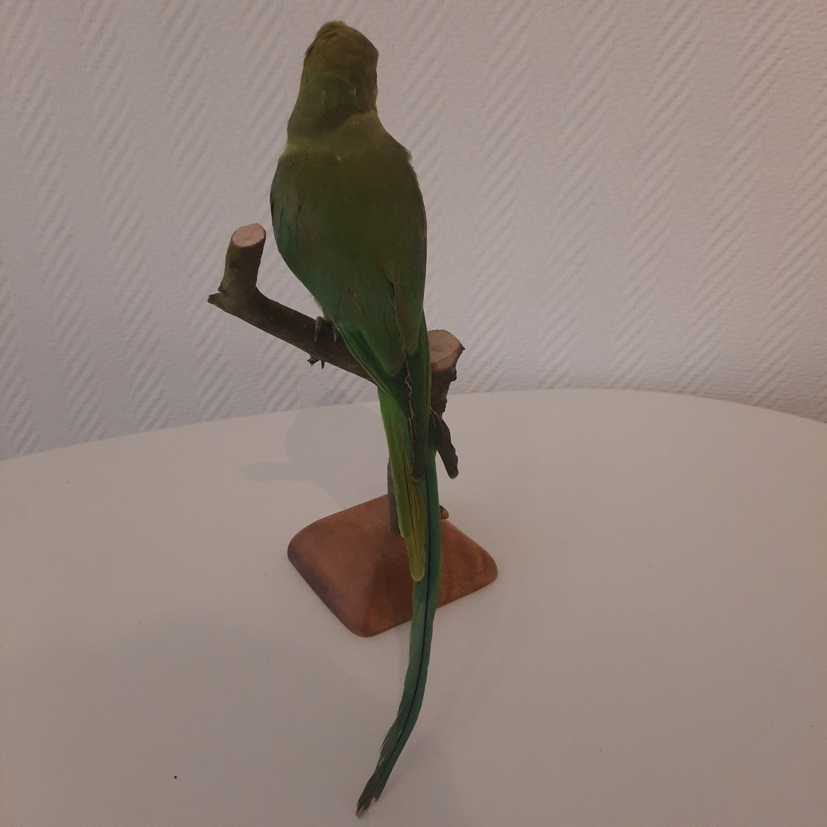 Long-tailed Green Parakeet Taxidermy-photo-3