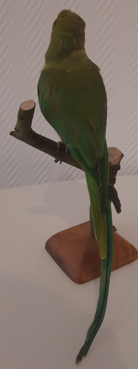Long-tailed Green Parakeet Taxidermy-photo-3