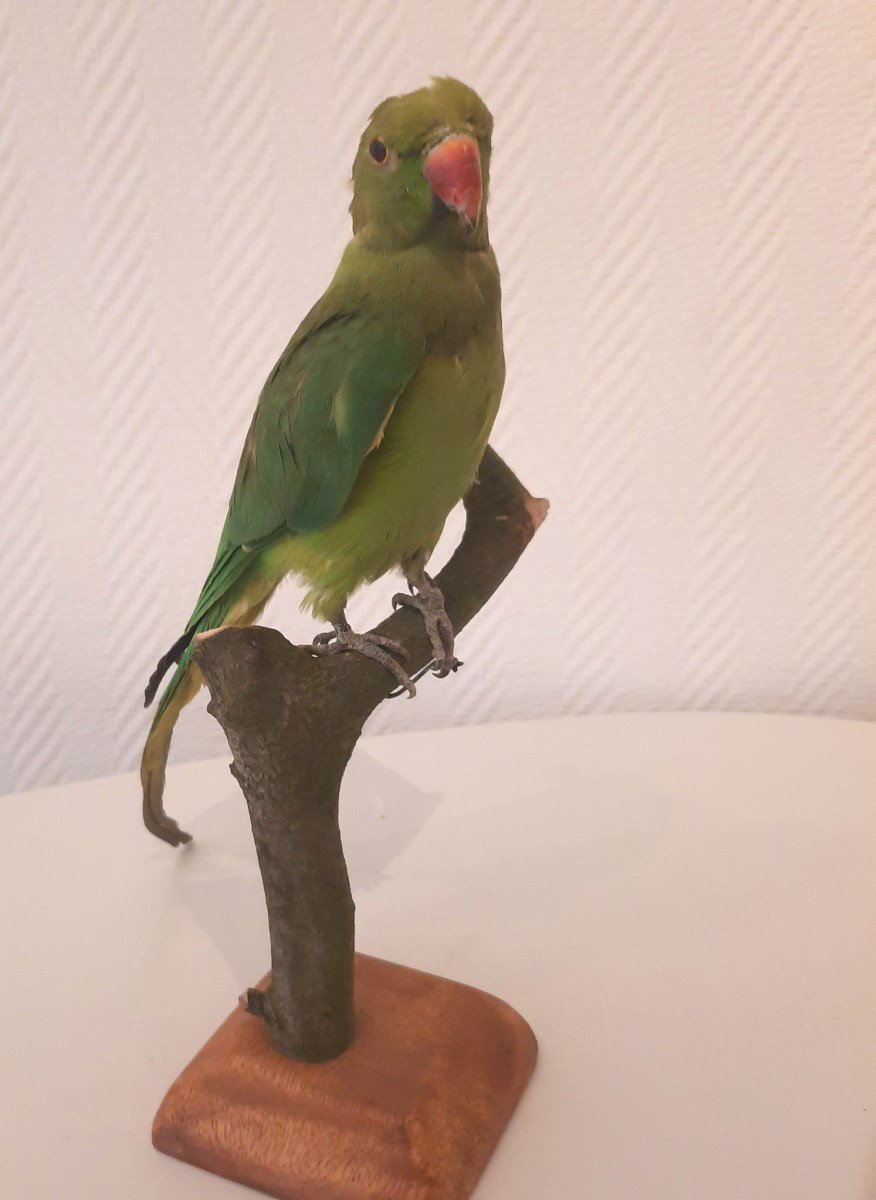 Long-tailed Green Parakeet Taxidermy
