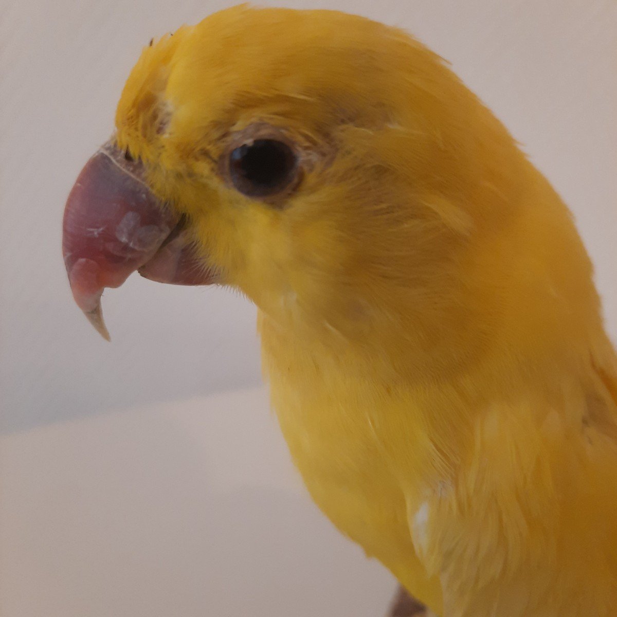 Large Yellow Parakeet Taxidermy-photo-2