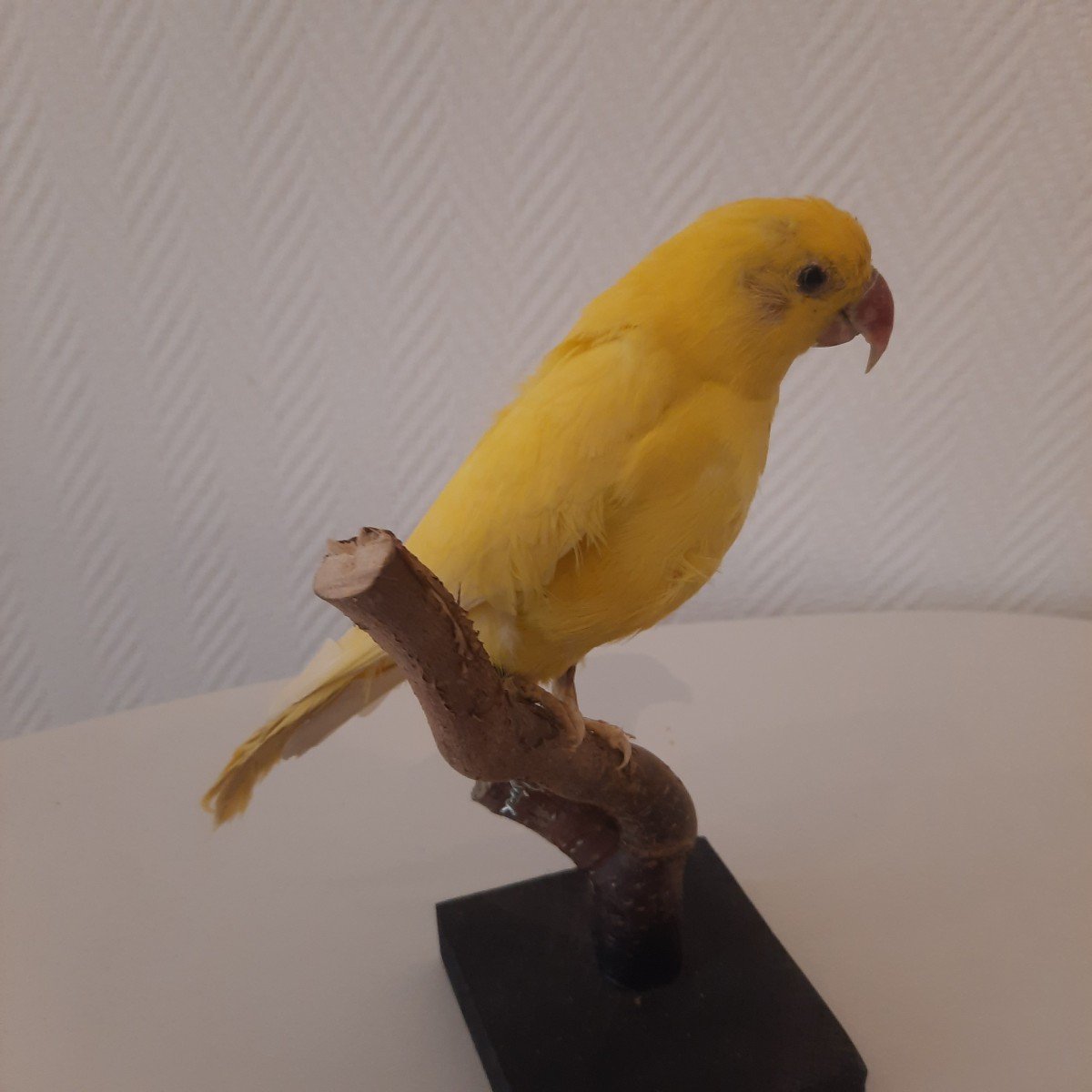 Large Yellow Parakeet Taxidermy-photo-4