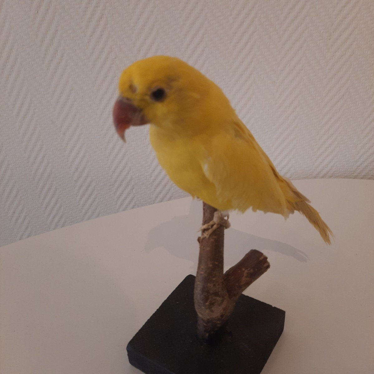 Large Yellow Parakeet Taxidermy-photo-1