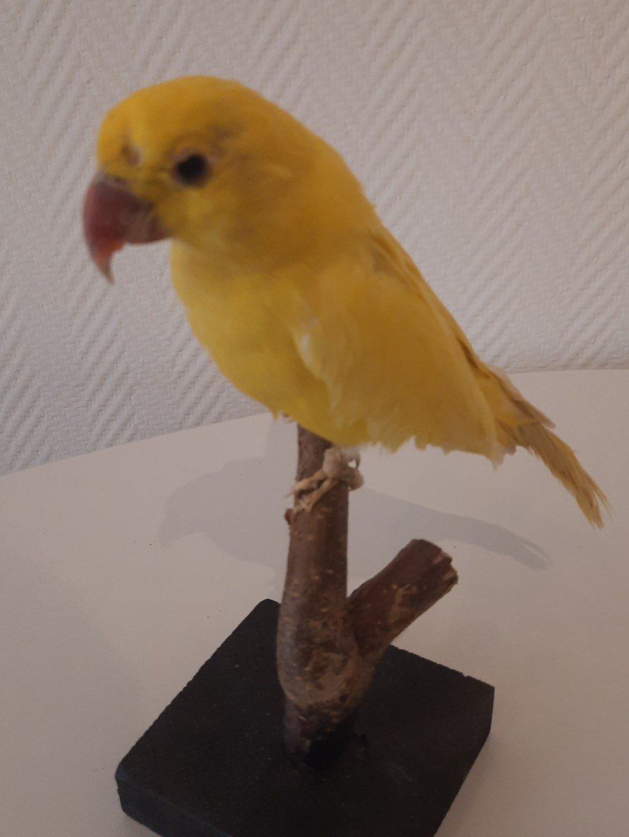 Large Yellow Parakeet Taxidermy