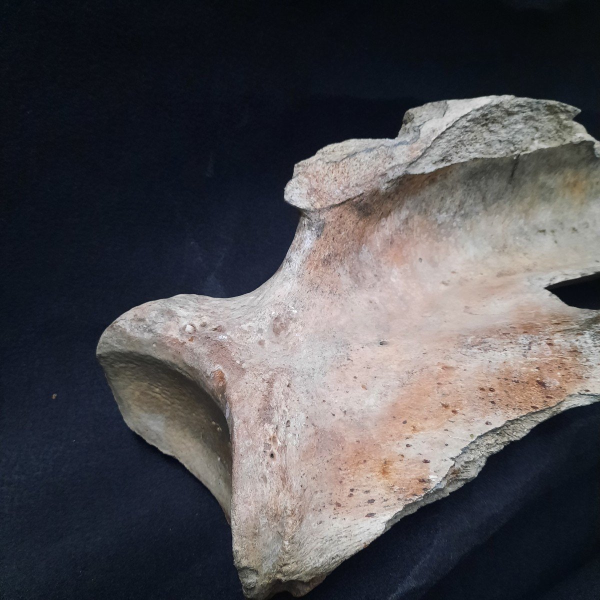  Enorme Os De Mammouth . L´Omoplate-photo-2