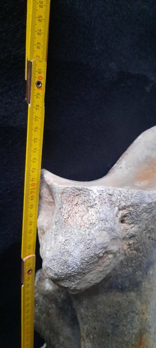  Enorme Os De Mammouth . L´Omoplate-photo-3