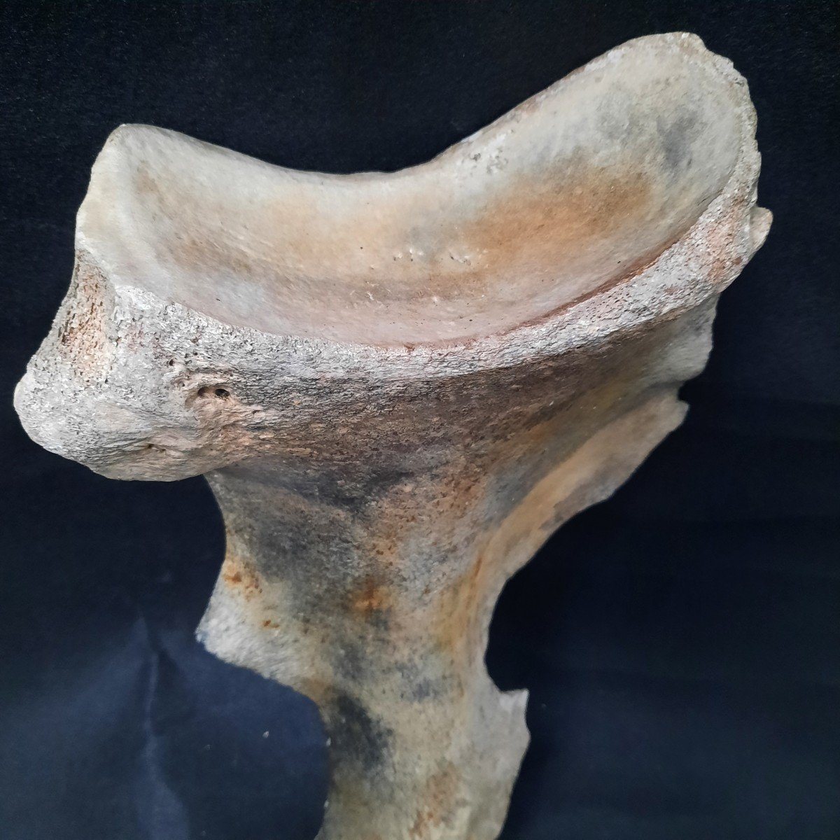  Enorme Os De Mammouth . L´Omoplate-photo-4