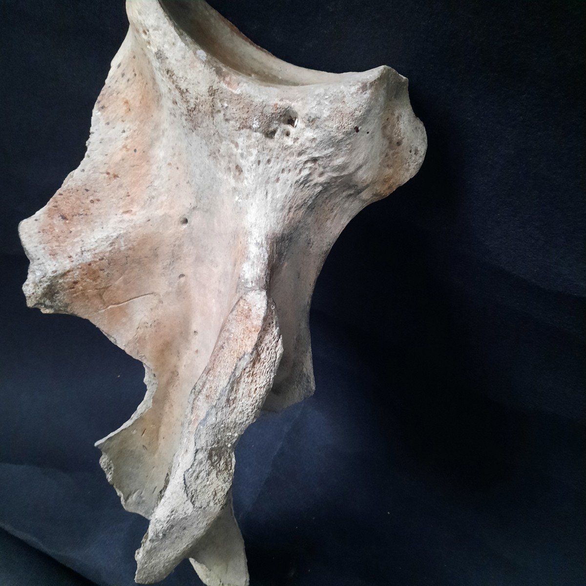  Enorme Os De Mammouth . L´Omoplate-photo-3